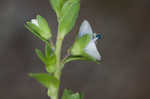 Thymeleaf speedwell